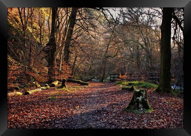 Woodland at Hardcastle Crags Framed Print by David McCulloch