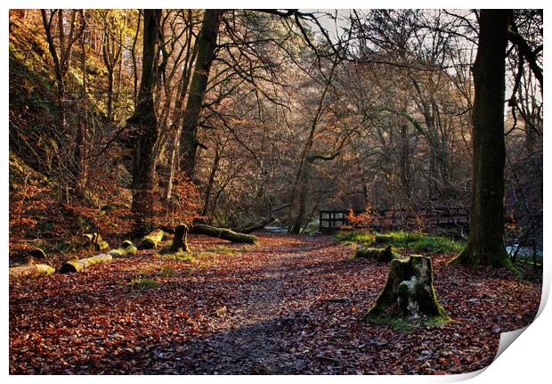 Woodland at Hardcastle Crags Print by David McCulloch
