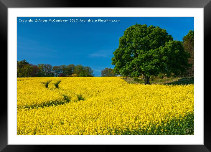 Rapeseed field Perthshire Framed Mounted Print by Angus McComiskey