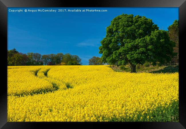 Rapeseed field Perthshire Framed Print by Angus McComiskey