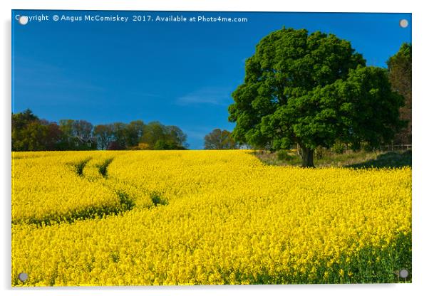 Rapeseed field Perthshire Acrylic by Angus McComiskey