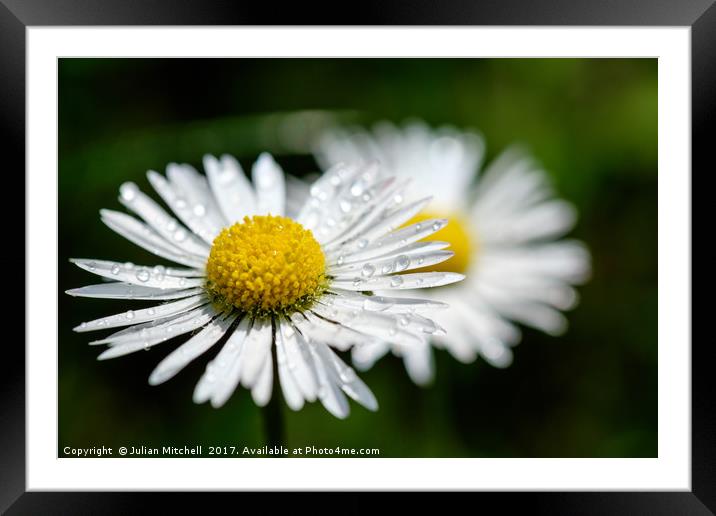 Daisies Framed Mounted Print by Julian Mitchell