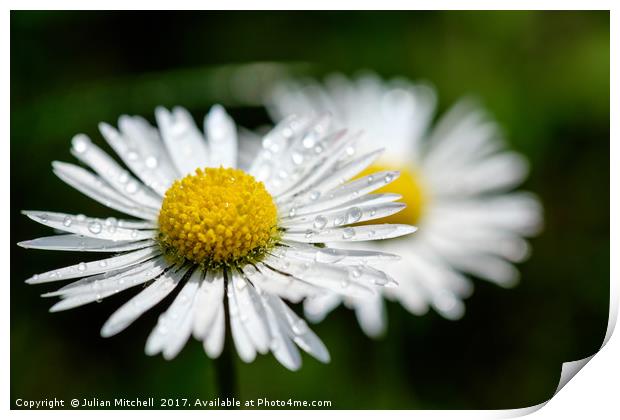 Daisies Print by Julian Mitchell