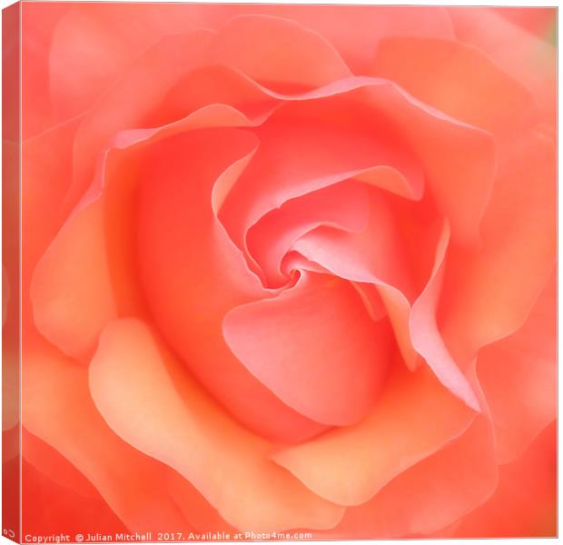 Rose Canvas Print by Julian Mitchell