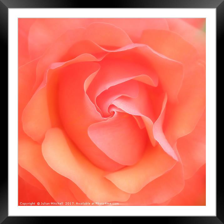 Rose Framed Mounted Print by Julian Mitchell