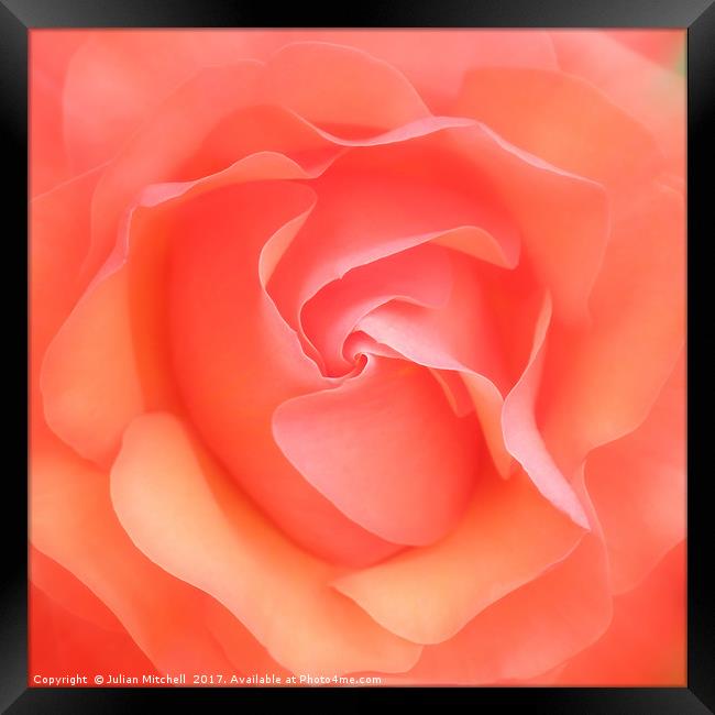 Rose Framed Print by Julian Mitchell