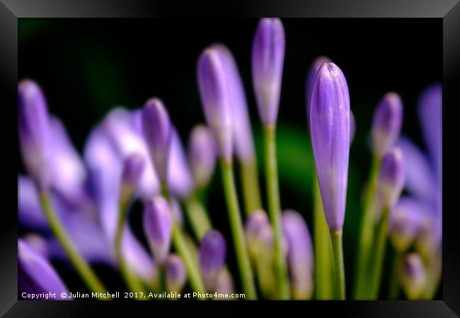 Purple Flower Framed Print by Julian Mitchell