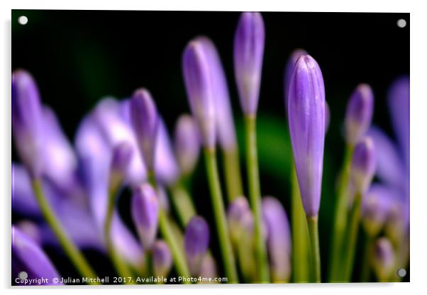 Purple Flower Acrylic by Julian Mitchell