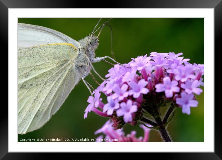 Butterfly  Framed Mounted Print by Julian Mitchell