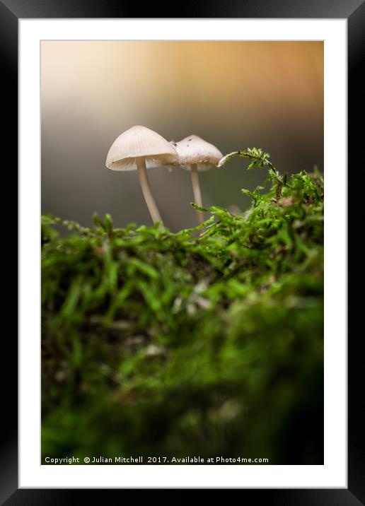 Mushrooms Framed Mounted Print by Julian Mitchell
