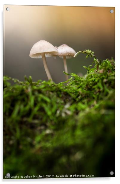 Mushrooms Acrylic by Julian Mitchell