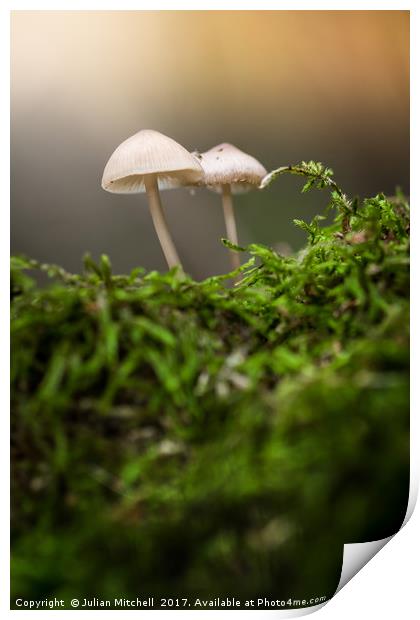 Mushrooms Print by Julian Mitchell