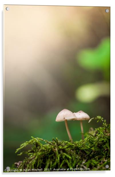 Mushrooms Acrylic by Julian Mitchell