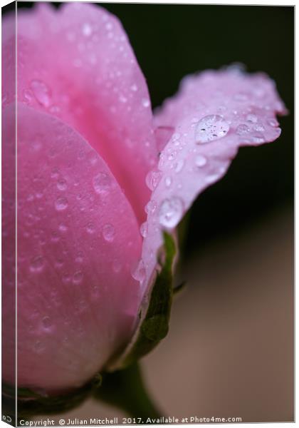 Rose petals after the rain Canvas Print by Julian Mitchell