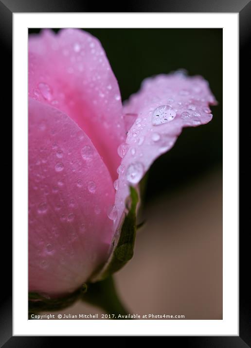 Rose petals after the rain Framed Mounted Print by Julian Mitchell