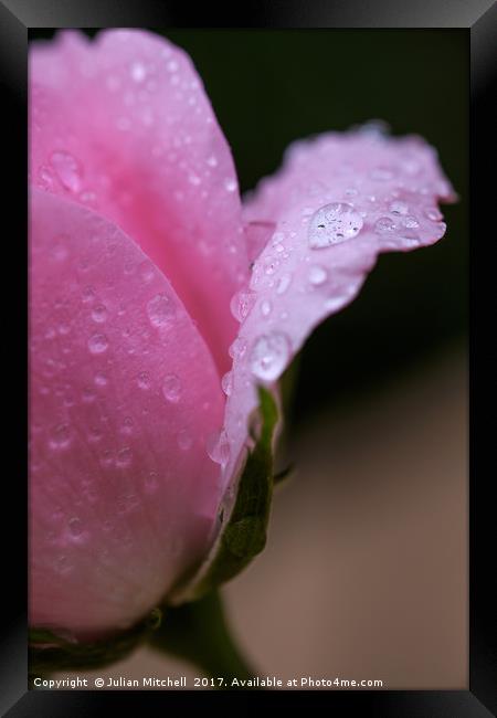 Rose petals after the rain Framed Print by Julian Mitchell