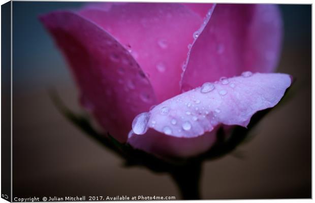 Rose after the rain Canvas Print by Julian Mitchell