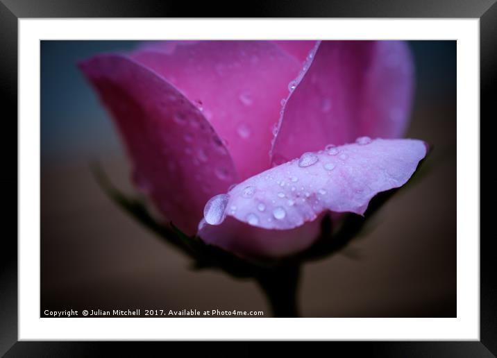 Rose after the rain Framed Mounted Print by Julian Mitchell