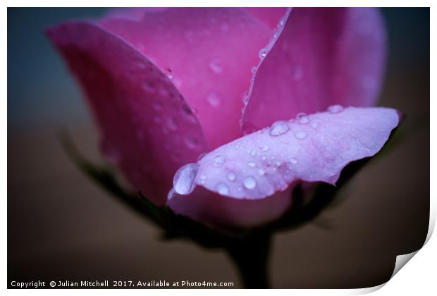 Rose after the rain Print by Julian Mitchell