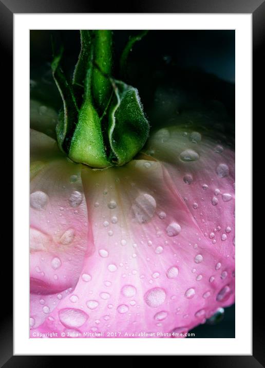 Rose after the rain Framed Mounted Print by Julian Mitchell