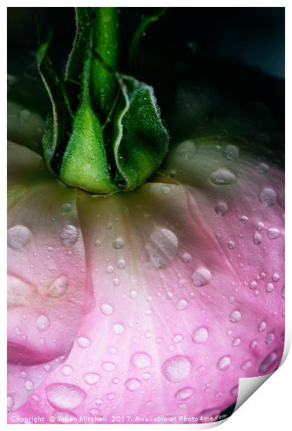 Rose after the rain Print by Julian Mitchell
