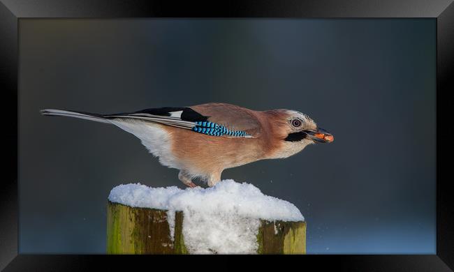 Jay Framed Print by Don Davis