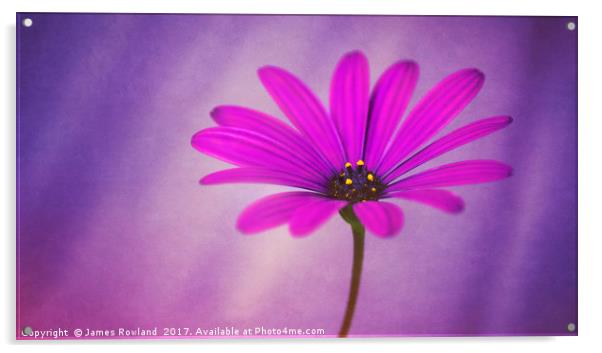 Purple Osteospermum Acrylic by James Rowland