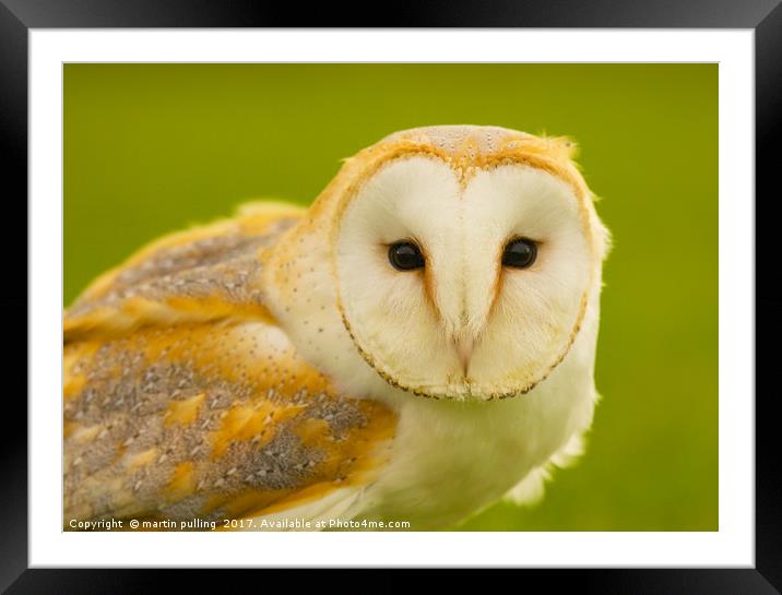Barn Owl Framed Mounted Print by martin pulling