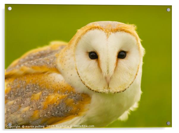 Barn Owl Acrylic by martin pulling