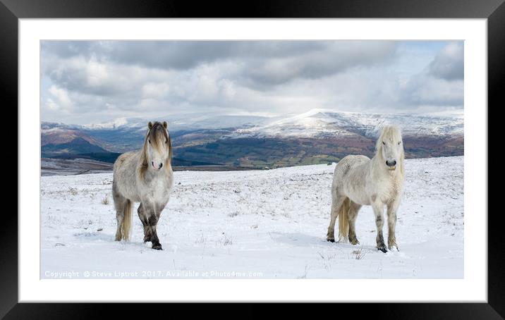 Welsh mountain ponies Framed Mounted Print by Steve Liptrot
