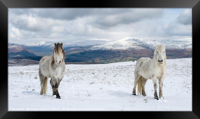 Welsh mountain ponies Framed Print by Steve Liptrot