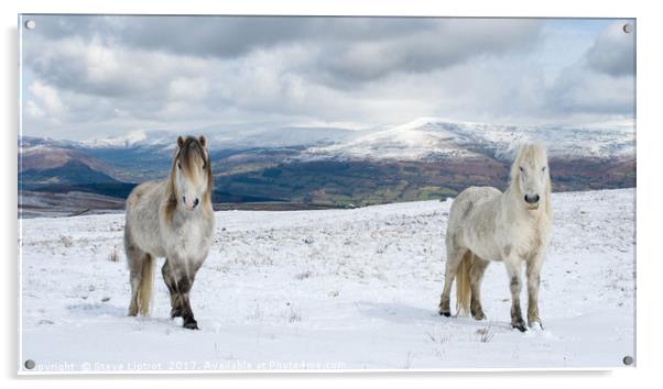 Welsh mountain ponies Acrylic by Steve Liptrot