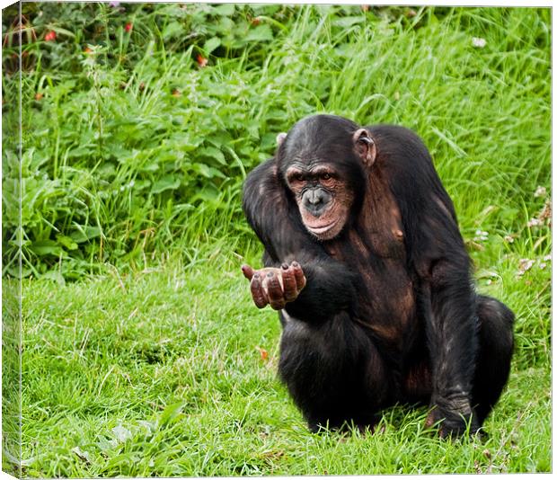 Chimp Please, can I have more? Canvas Print by Bel Menpes