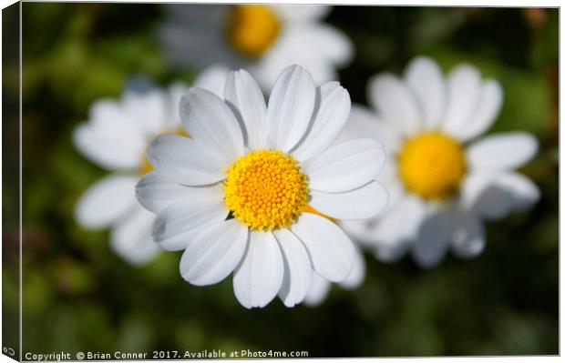 Common Daisy Canvas Print by Brian Conner
