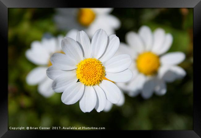 Common Daisy Framed Print by Brian Conner