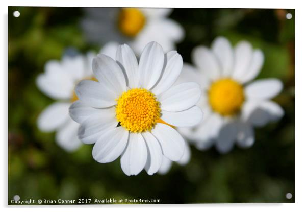 Common Daisy Acrylic by Brian Conner