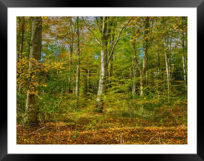 Serene Autumn Paradise Framed Mounted Print by Colin Allen