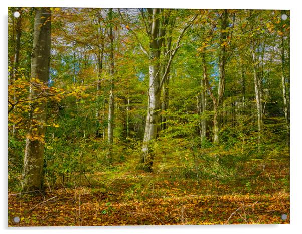 Serene Autumn Paradise Acrylic by Colin Allen