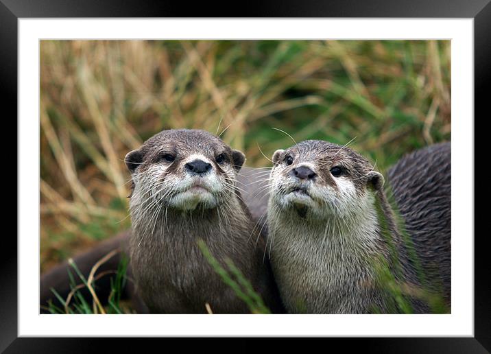 Otters Framed Mounted Print by Fiona McLellan