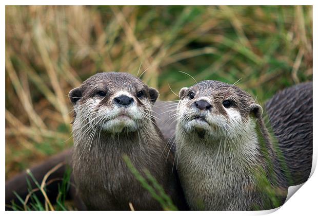 Otters Print by Fiona McLellan