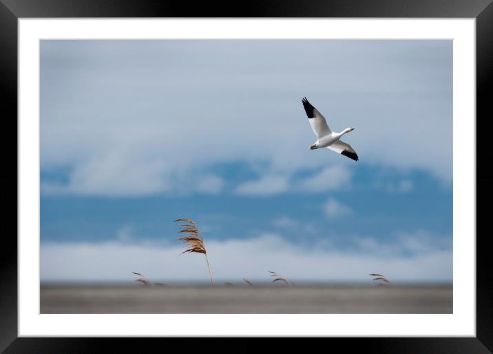 Snow Goose Migration Framed Mounted Print by Roxane Bay