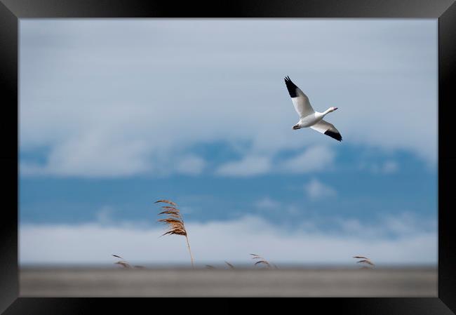 Snow Goose Migration Framed Print by Roxane Bay