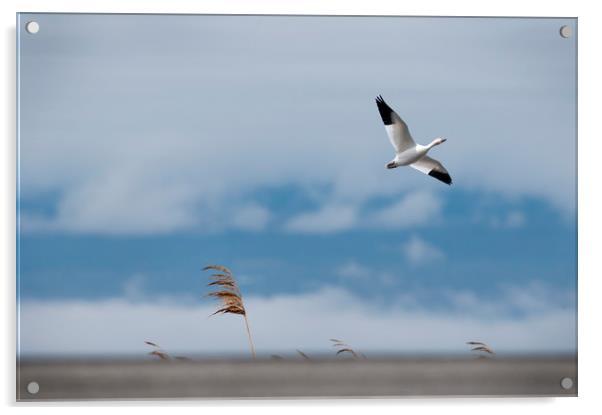 Snow Goose Migration Acrylic by Roxane Bay