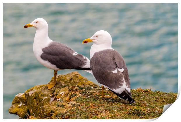 A Pair of Lesser Black Backed Gulls Print by Colin Allen