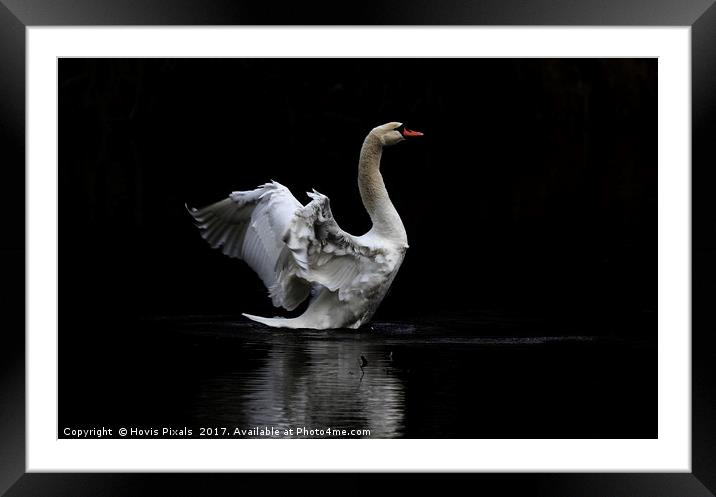 The Swan Framed Mounted Print by Dave Burden