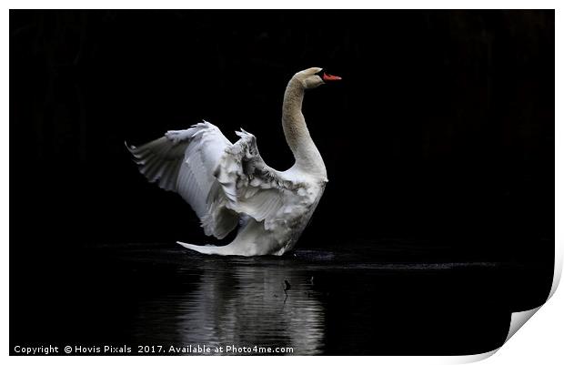 The Swan Print by Dave Burden