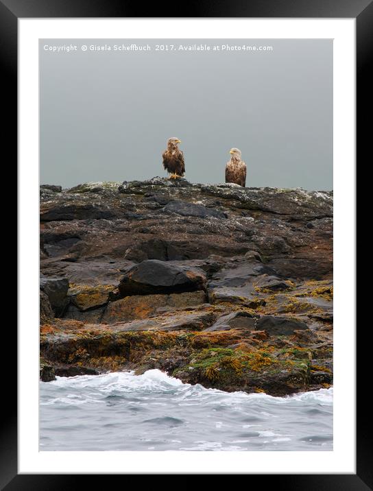 A Brace of White-tailed Eagles Waiting for Diner  Framed Mounted Print by Gisela Scheffbuch