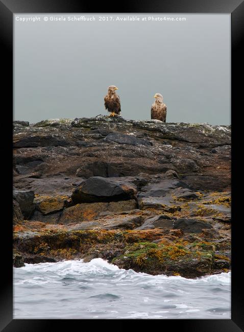 A Brace of White-tailed Eagles Waiting for Diner  Framed Print by Gisela Scheffbuch