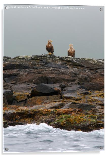 A Brace of White-tailed Eagles Waiting for Diner  Acrylic by Gisela Scheffbuch
