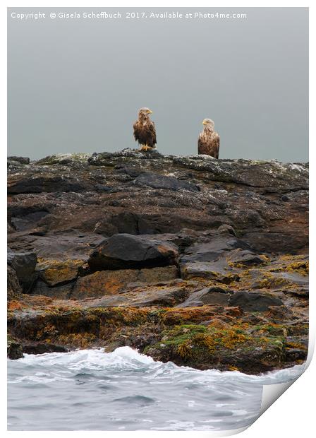 A Brace of White-tailed Eagles Waiting for Diner  Print by Gisela Scheffbuch